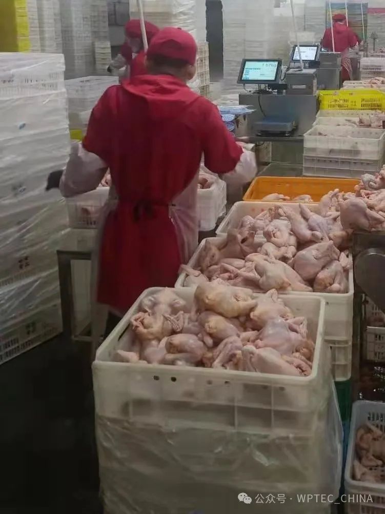 1753167101712175.jpg 禽类2.jpg